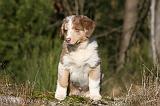 BERGER AUSTRALIEN PUPPIES 650